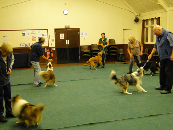 Competition Classes Wolverhampton Dog Training Society